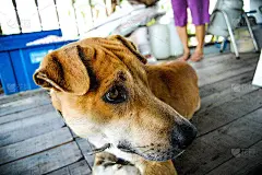 狗