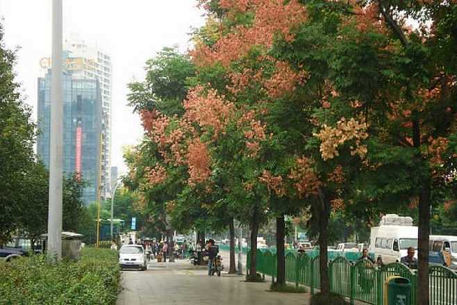 栾树