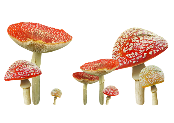 蘑菇 PNG