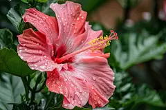 木槿花花蕊植物摄影图