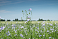 Flax in full bloom