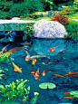 Koi pond www.fishkeeper.co.uk #FishPonds