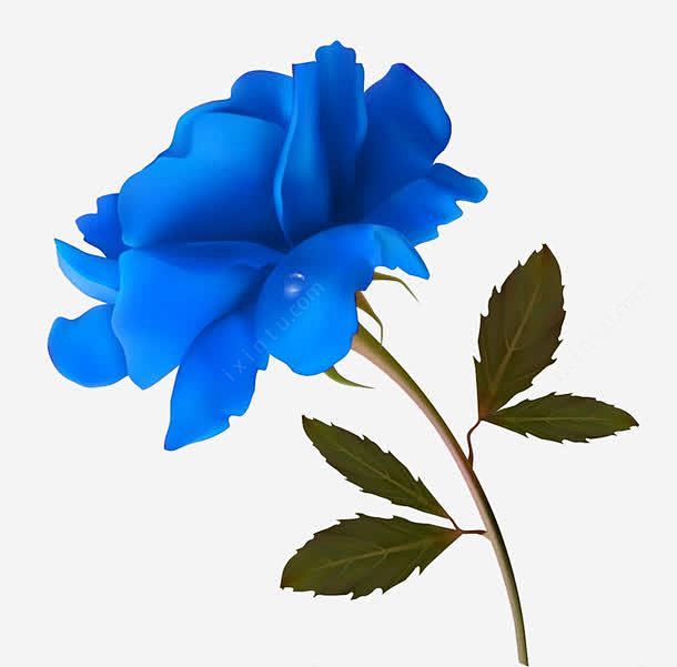 装饰蓝色玫瑰花 页面网页 平面电商 创意...