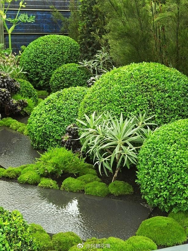 再来一组球球花园.球类植物在植物配置中式.