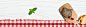 牛排白色木板餐饮电商Banner 高清背景 背景 设计图片 免费下载 页面网页 平面电商 创意素材