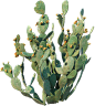 沙生植物科普牌子6