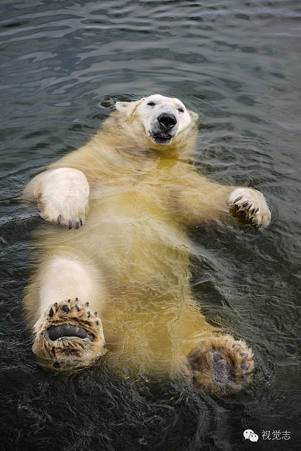 萌宠 | 全球最专业的北极熊摄影师带你近...