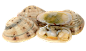 Clams-PNG-Transparent-Picture