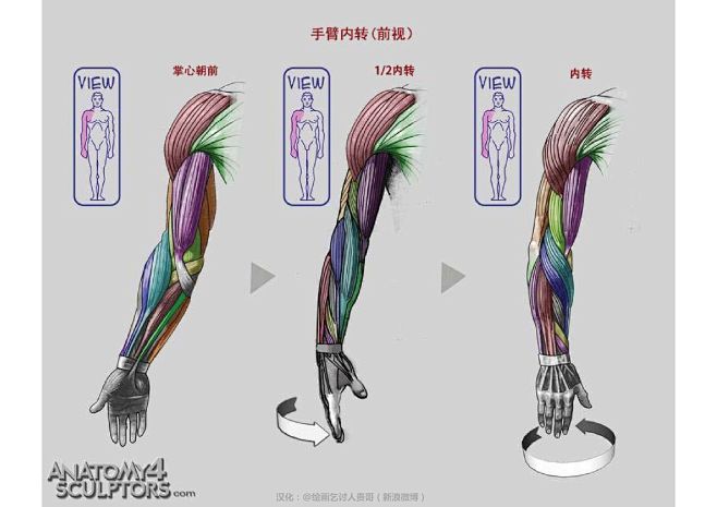 迈克尔汉普顿人体结构-手臂肌肉