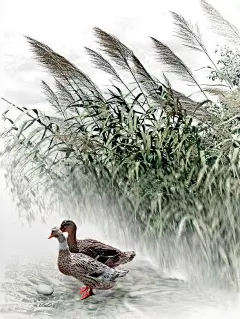 美呆！每一幅风景图都能当屏保