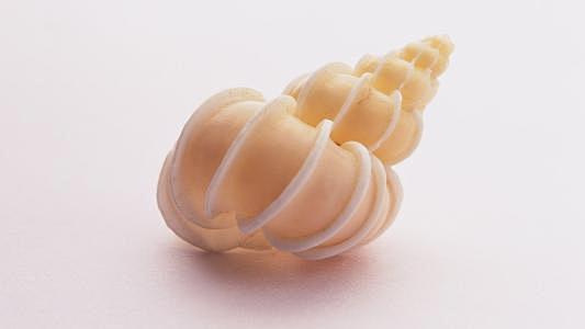 海螺_百度图片搜索
