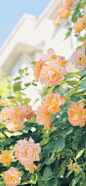 #摄影（花）#