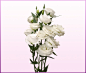 露茜塔2白色 (Rosita 2 White)-洋桔梗(Lisianthus)-缤纷园艺有限公司