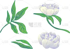 白色,牡丹,植物学,黑色,铅笔,壁纸,植物群,春天,花