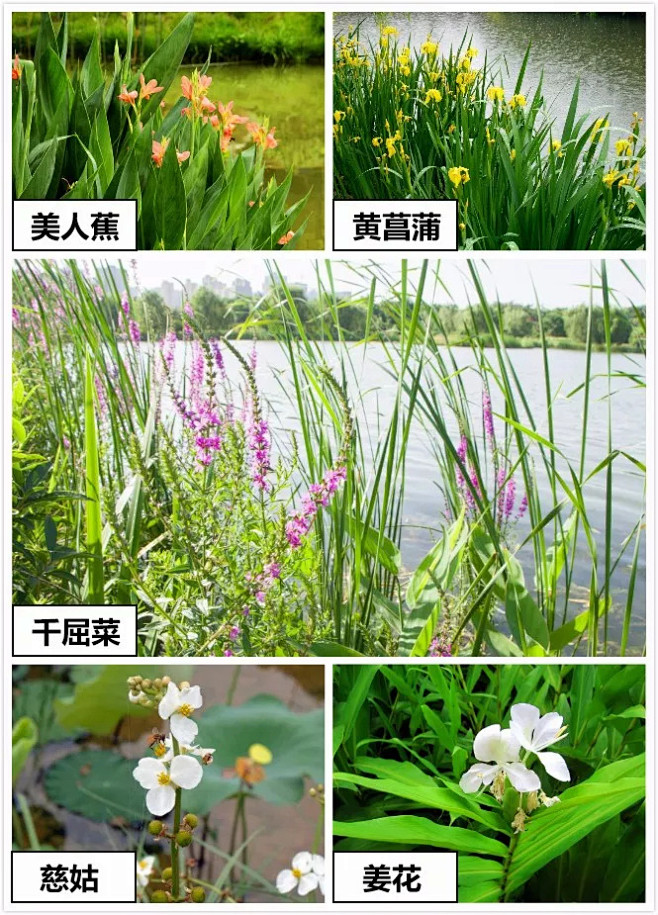 5.多利用香花植物
芳香植物有助于吸引蜜...