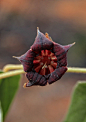  Hannafordia shanesii Byttneriaceae 0513 06 Burra Range | Flickr - 相片分享！锦葵目梧桐科