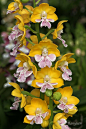 Calanthe Orchid: 