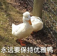 一个人也要坚强鸭!超萌鸭鸭表情包,请接收~