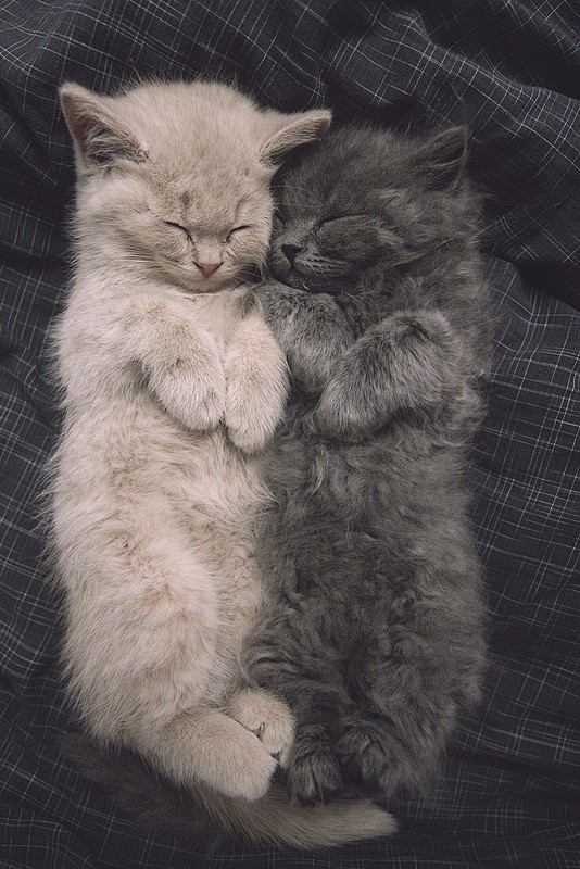Kitten love