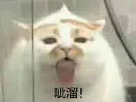 网红猫楼楼