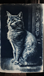 cyanotype photograph of a cat, realistic, photography, highly detailed, vintage