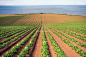 Potato crop growth