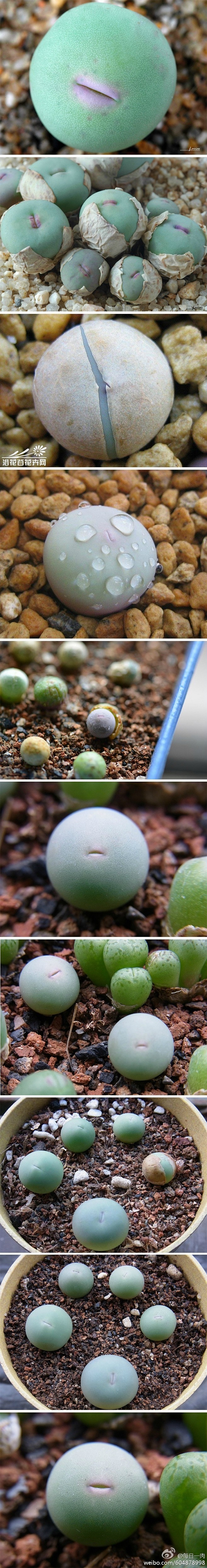 番杏科的小红嘴（Conophytum c...