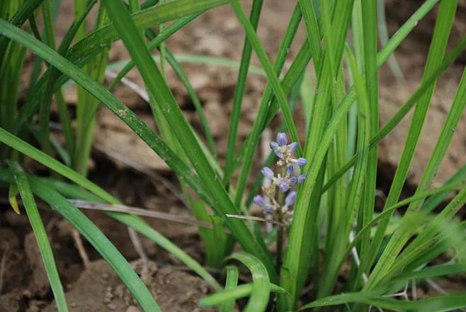 麦冬麦冬ophiopogonjaponicus