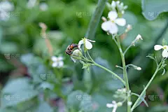 一只蜜蜂正坐在萝卜花上。花园里的白萝卜花。