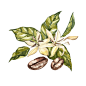 Red coffee arabica : Set of Red coffee arabica beans on branch with flowers isolated, watercolor illustration