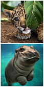 圣地亚哥动物园在新年的时候回顾总结的他们2015最佳动物照片和小视频