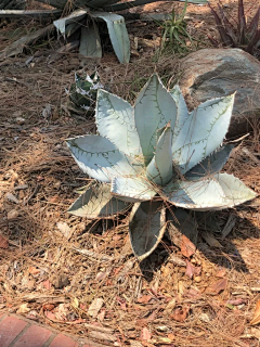 LockLee采集到植物 龙舌兰