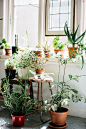 Plants at the home of Nicole Valentine Don | Photo: Luisa Brimble