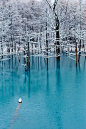  蓝色池塘， 美瑛，北海道