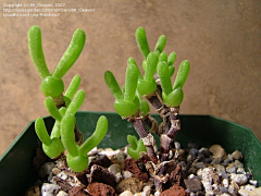徐犟犟采集到X-多肉植物
