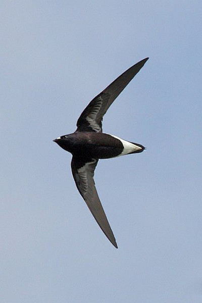 雨燕目雨燕科针尾雨燕属紫针尾雨燕