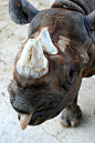 Baby Rhino tongueby ~stuijn