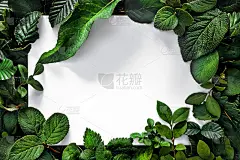 绿叶框架