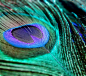 孔雀 翎羽  斑斓 动物 羽毛 自然 高贵 壁纸 背景