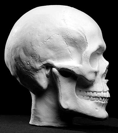 Human Skull Plaster ...