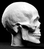 Human Skull Plaster Anatomical Reference Cast