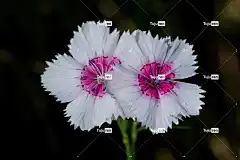 石竹 粉色的 花朵 花卉背景 美丽的花朵 野花 花壁纸 大韩民国