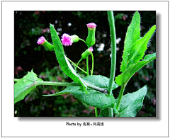 茉莉li采集到花草科