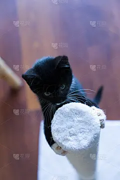 一只小猫爬进一个抓人的柱子里