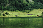 湖边的老农舍，周围有鸭子和奶牛，周围是草地和树木，Königsee德国