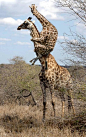 (1) Pinterest