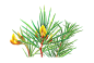 Rooibos