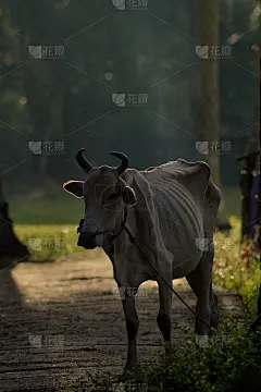 早上的瘦奶牛照片