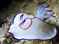 Multicolored Nudibranch