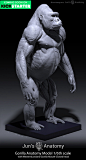 Human & Great Apes Anatomy Models, Jun Huang : Hello everyone,<br/>Thank you for your interest and support in my works.  I have recently launched a new kickstarter campaign, the "Human & Great Apes" series, please feel free to chec